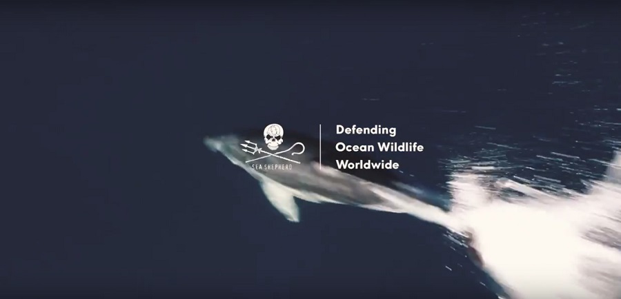 Un mar de plástico pero en piscina. Sea Shepherd Global 5