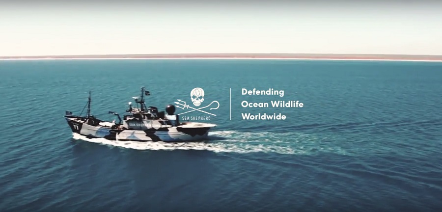 Un mar de plástico pero en piscina. Sea Shepherd Global 5
