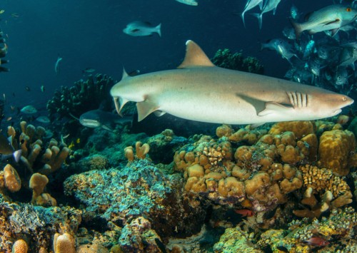 EN EL ECOSISTEMA NO SOBRA NADIE: TIBURONES