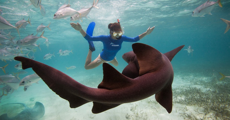 especies-tiburones-min En el ecosistema no sobra nadie Tiburones 5