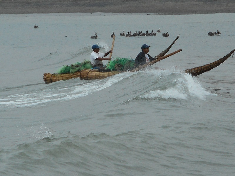 totoras volviendo de faenar 1