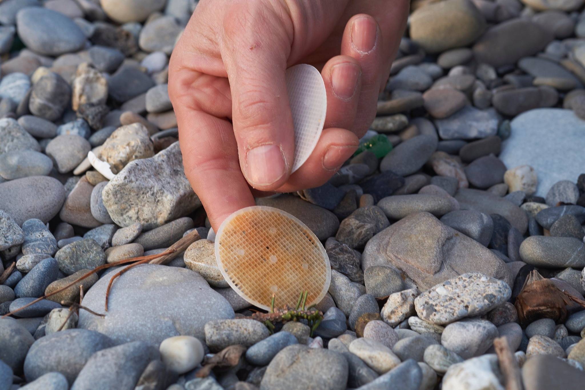 12778901_1057860804287511_1166236485493584123_o