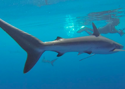 LOS TIBURONES, GLÓBULOS BLANCOS DE LOS ARRECIFES