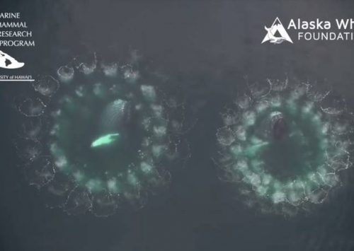 LA TÉCNICA QUE UTILIZAN ALGUNAS BALLENAS PARA PESCAR