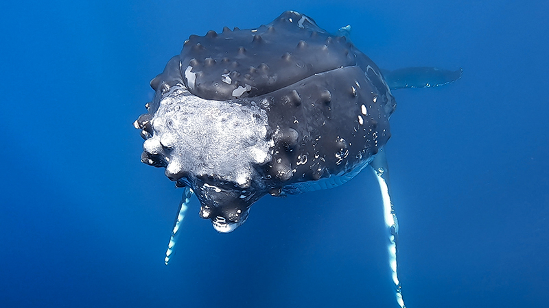 Ocean Souls por GoPro
