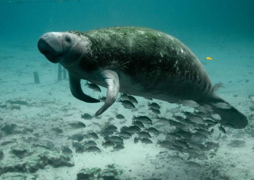 ESPECIES EN PELIGRO DE EXTINCIÓN