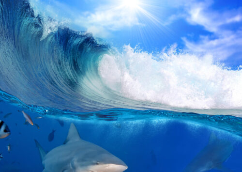 SPOTS DEL MUNDO CON COMPAÑEROS: TIBURONES