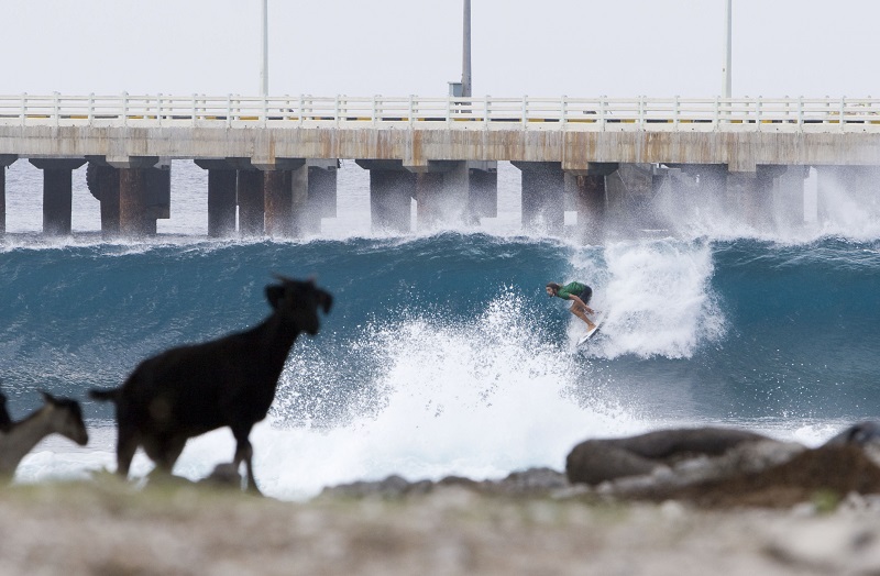 dave rastovich